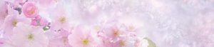 [Titre du site] cropped-PIXABAY_SAKURA_cherry-blossom-3054799_1280x416.jpg