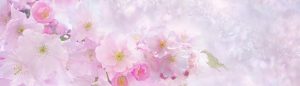 [Titre du site] PIXABAY_SAKURA_cherry-blossom-3054799_1400x400
