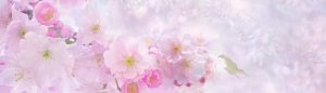 [Titre du site] cropped-PIXABAY_SAKURA_cherry-blossom-3054799_1400x400.jpg