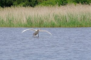 [Titre du site] Parc National de la Brenne
