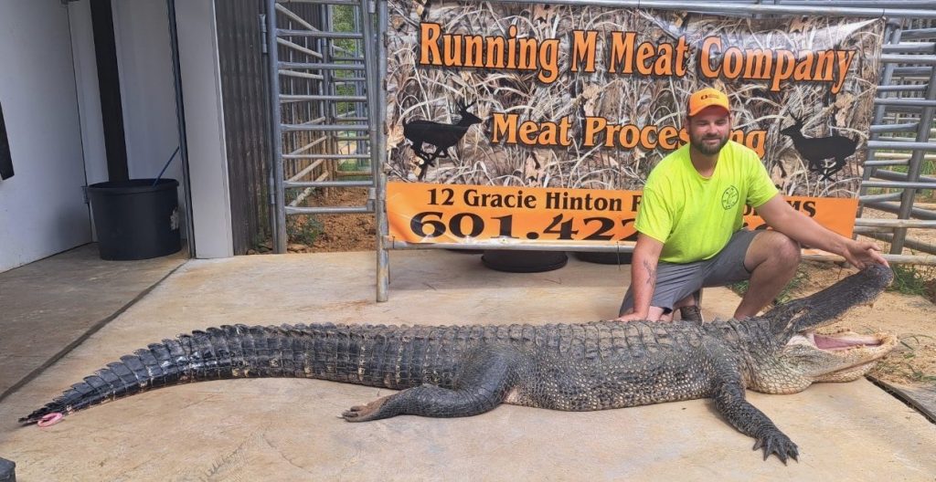 Un alligator du Mississippi bat deux records d'État et pourrait devenir un nouveau record du monde