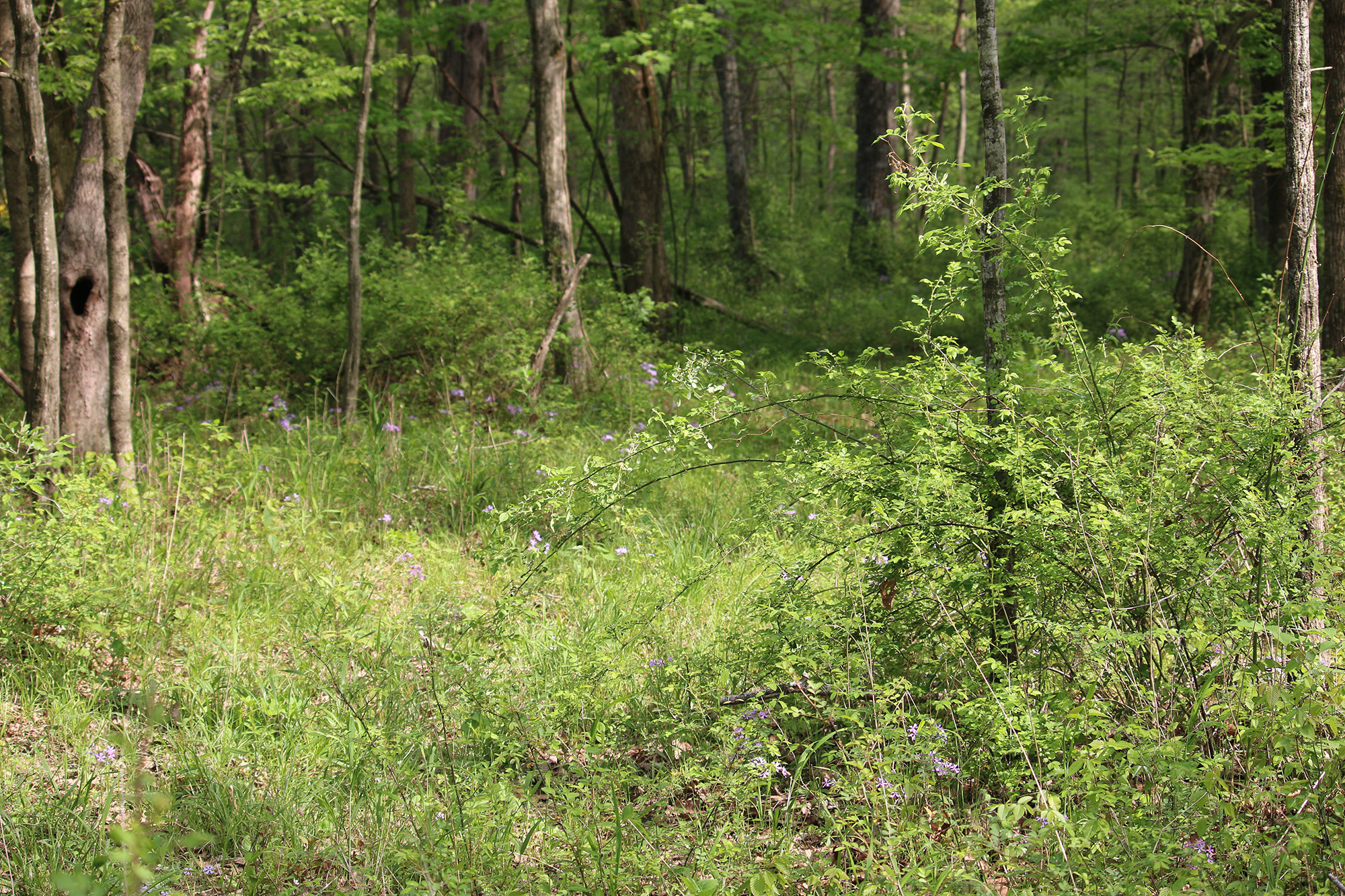 [Titre du site] Les sources de nourriture les plus sous-estimées pour le cerf de Virginie