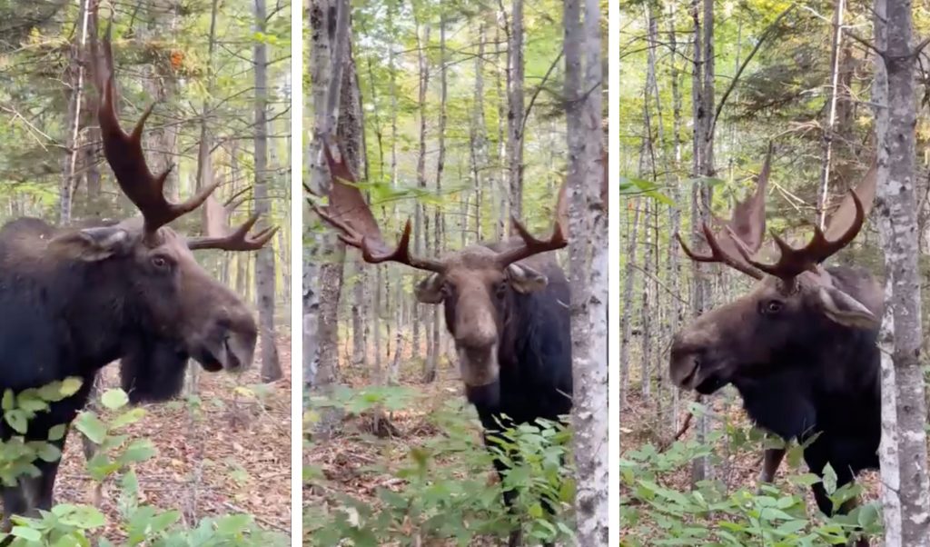 Regarder : Rutting Bull Moose écrase un chasseur de cerfs lors d'un voyage de reconnaissance