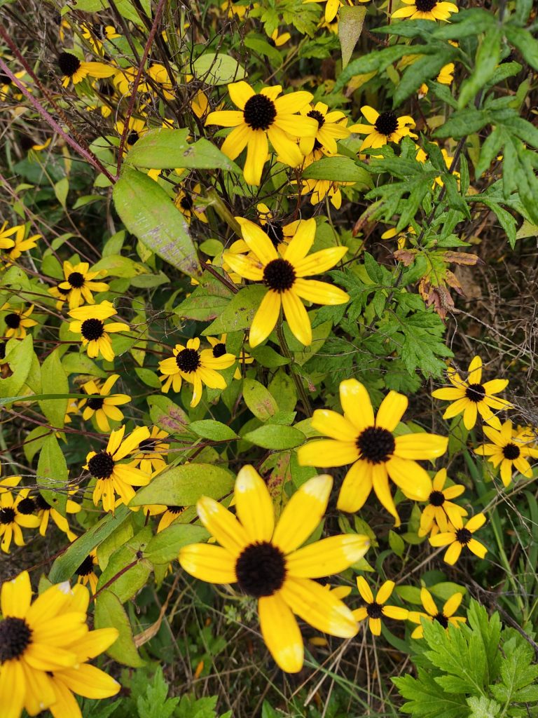 Presque terminé..... - Le Trek