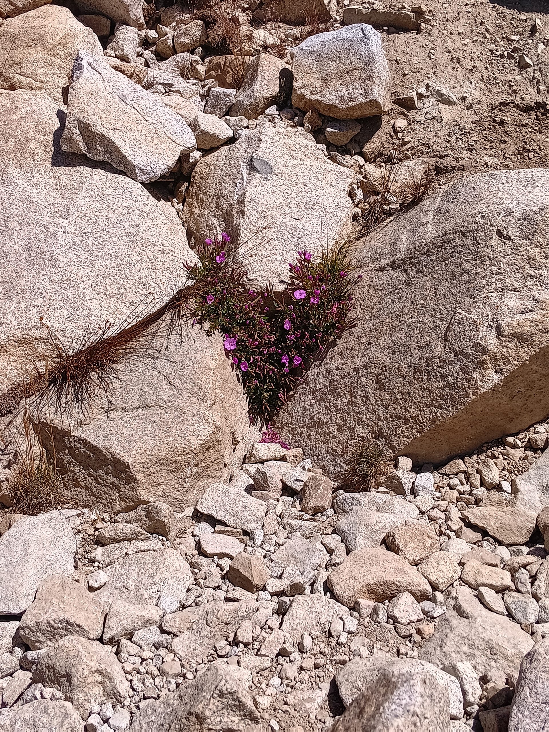 [Titre du site] John Muir Trail Jour 22 : Le plus haut que j'ai jamais atteint, partie 3 (mile 157/211)