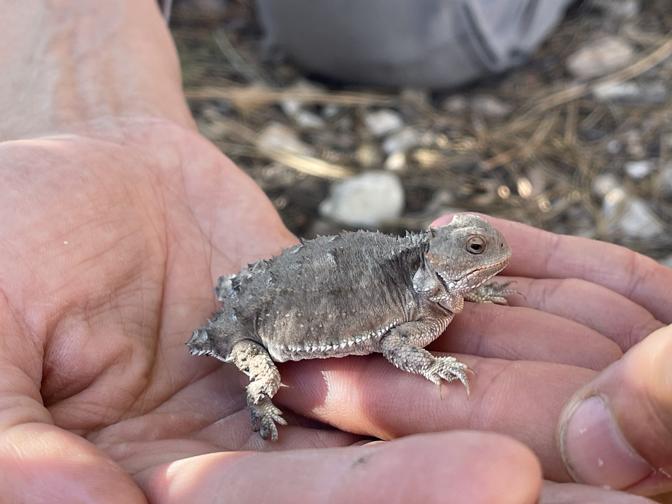 [Titre du site] Le Grand Canyon – Le trek