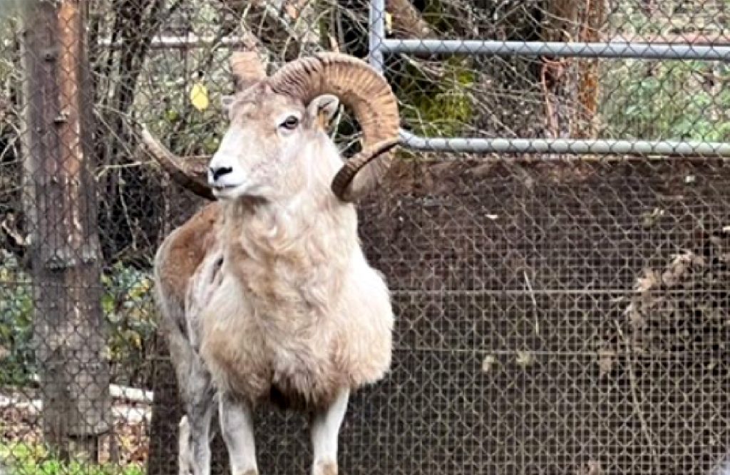 Un homme du Montana condamné à 6 mois de prison pour contrebande, clonage et élevage de moutons hybrides géants