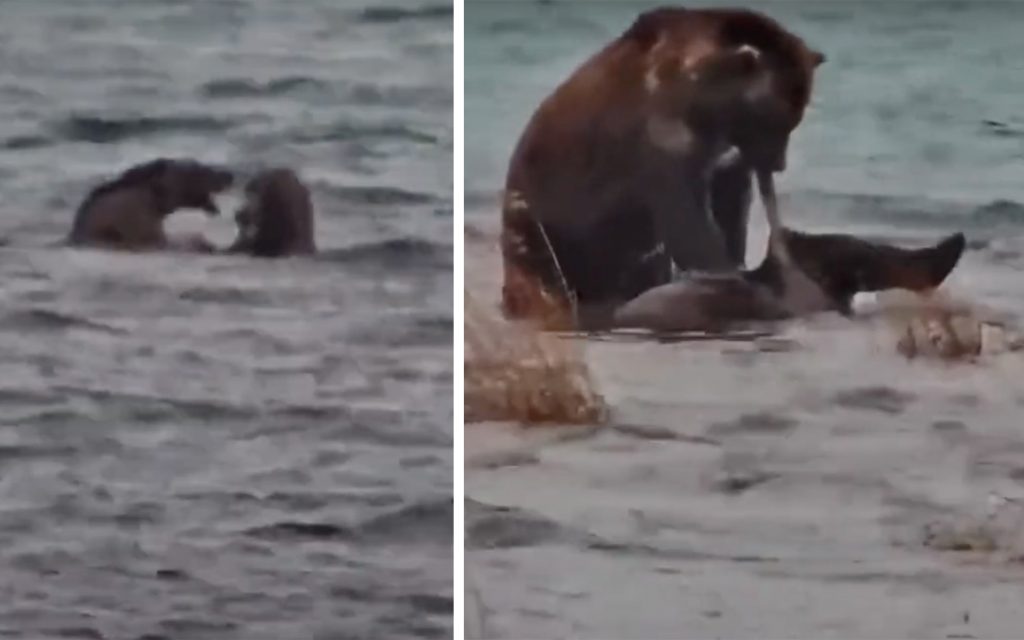 Un ours brun tue une truie lors d'un livestream NPS, rappelant aux téléspectateurs choqués que les ours d'Alaska sont effectivement sauvages