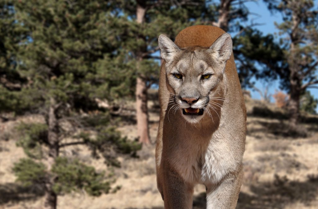 Un campeur du Colorado a tué un lion de montagne avec une pelle alors qu'il combattait son Husky