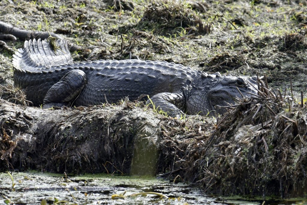 La star de "Swamp People", Troy Landry, inculpée dans le cadre d'une opération Gator Sting