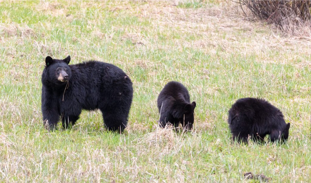 Un homme du Colorado mutilé par une truie d'ours noir avec des oursons dans sa propre maison