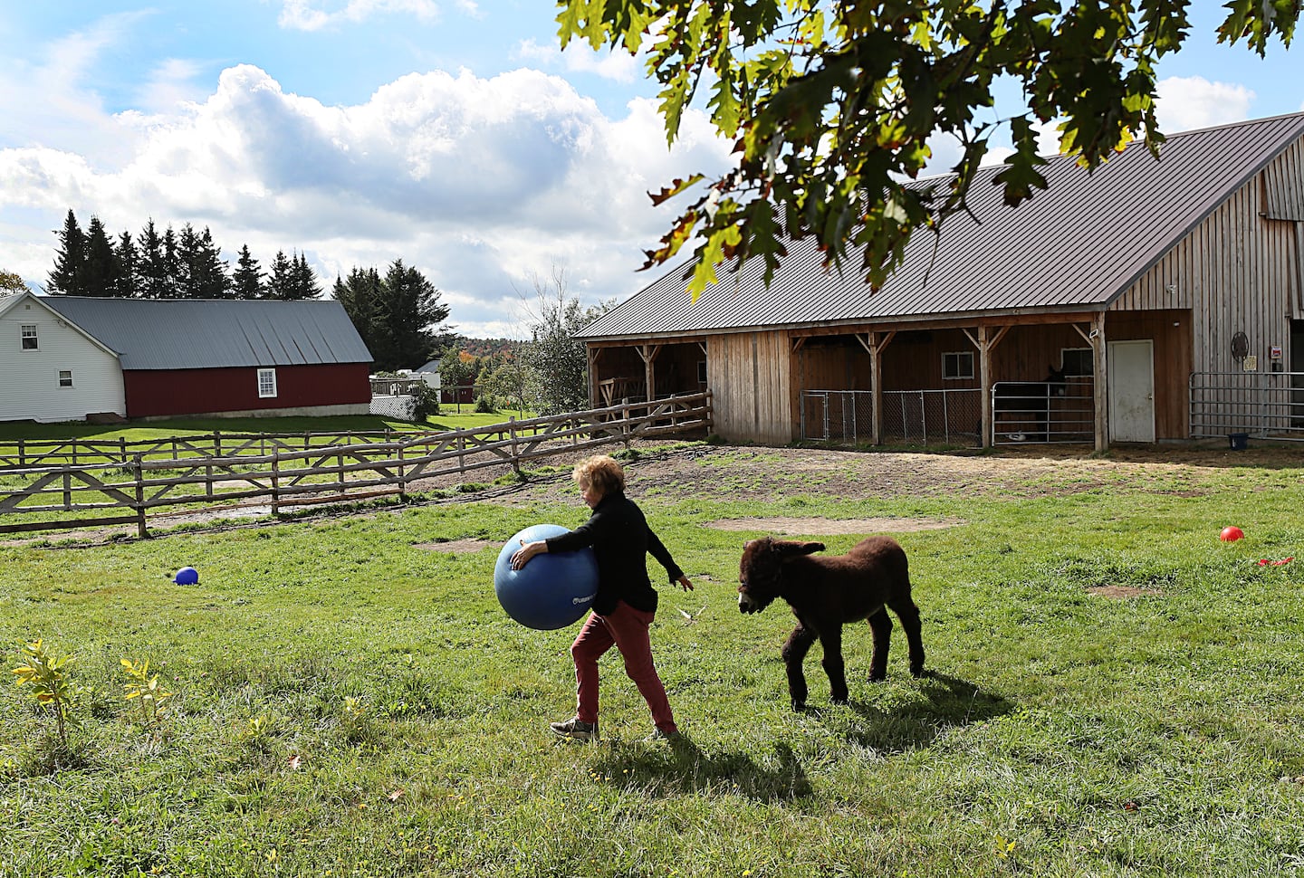 [Titre du site] "Un âne très spécial", amené à vivre dans une ferme du Vermont, suscite l'espoir de préserver une race rare datant du Moyen Âge