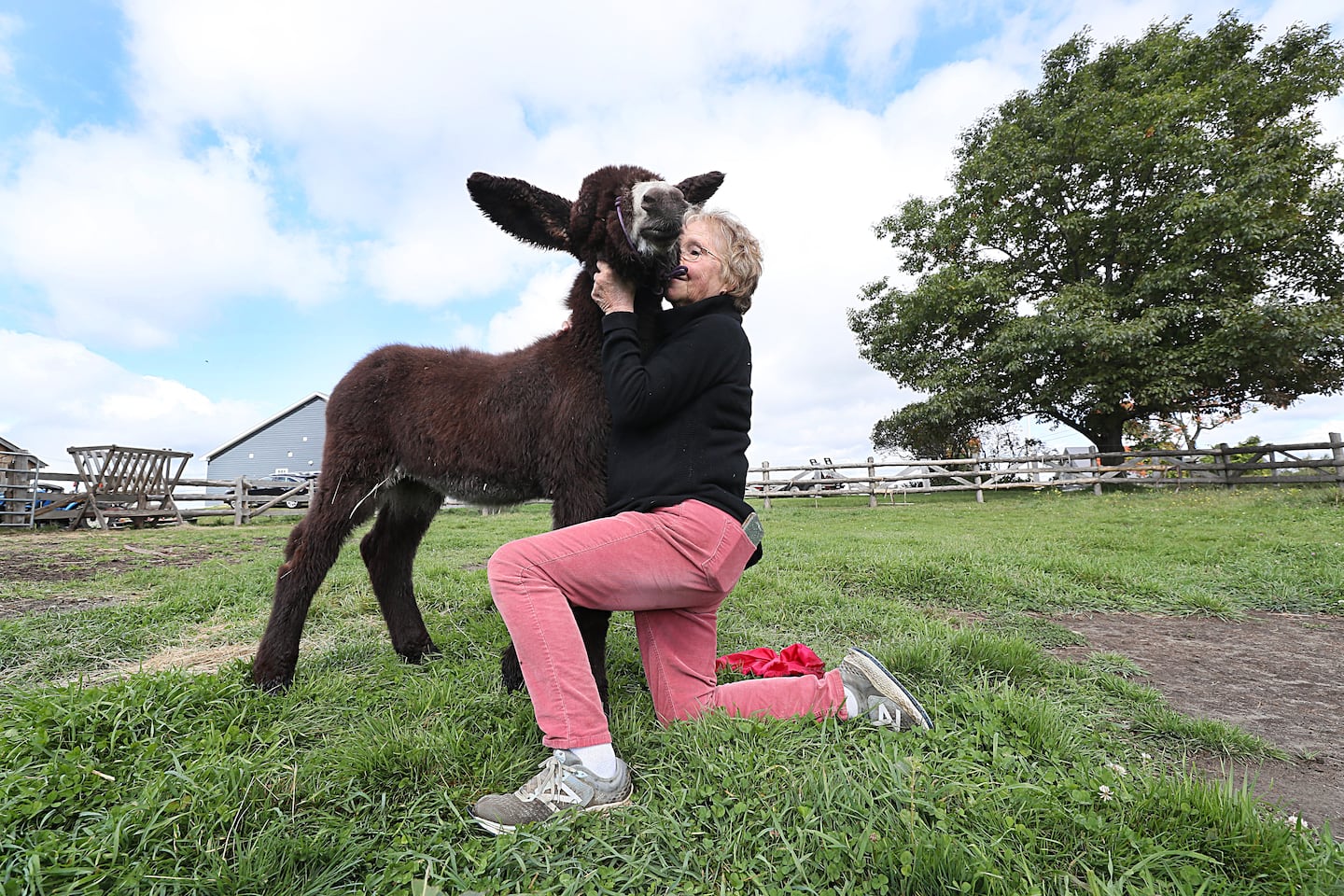 [Titre du site] "Un âne très spécial", amené à vivre dans une ferme du Vermont, suscite l'espoir de préserver une race rare datant du Moyen Âge