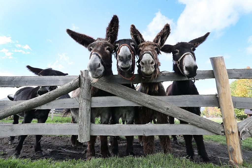 Rare Baudet du Poitou donkeys at Arnold's Rescue Center, a home of last resort for abandoned donkeys, in Brownington, Vt.