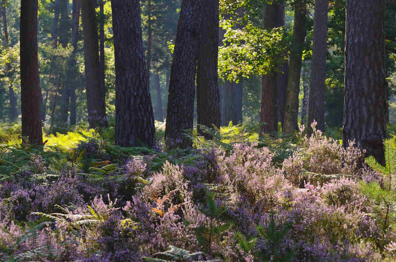 [Titre du site] Centre-Val-de-Loire, région hôte du Guide MICHELIN France 2024