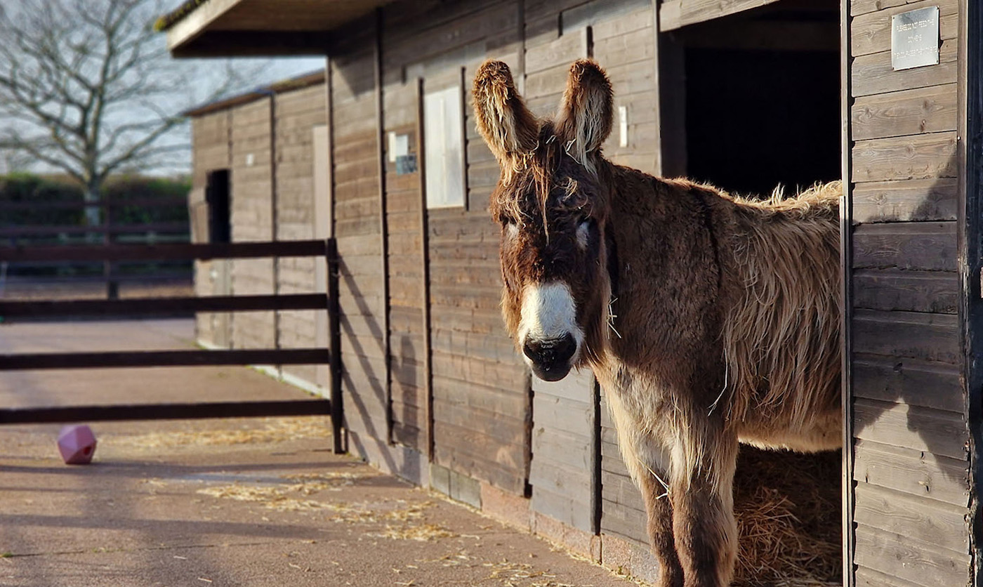 [Titre du site] « Il laisse un énorme trou » : les tristes adieux de l'association caritative équine au personnel et au favori des visiteurs