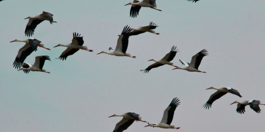 Repérez des cigognes volant à travers la France alors que la saison de migration atteint son apogée