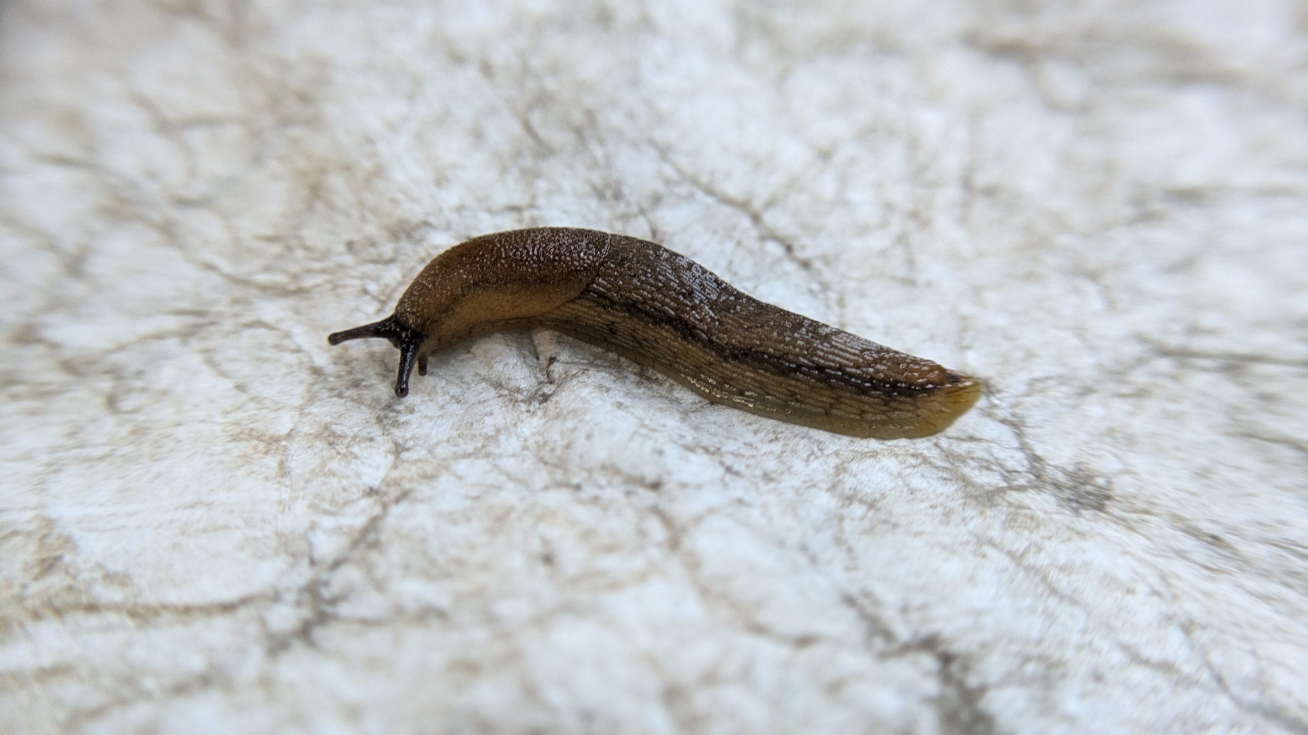 [Titre du site] Survivre à ma première traversée sur neige sur le PNT