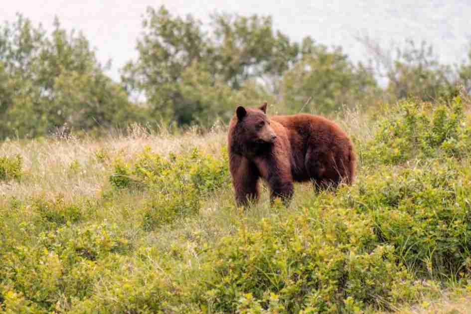[Titre du site] Les cloches d'ours fonctionnent-elles ? Démystifier le mythe