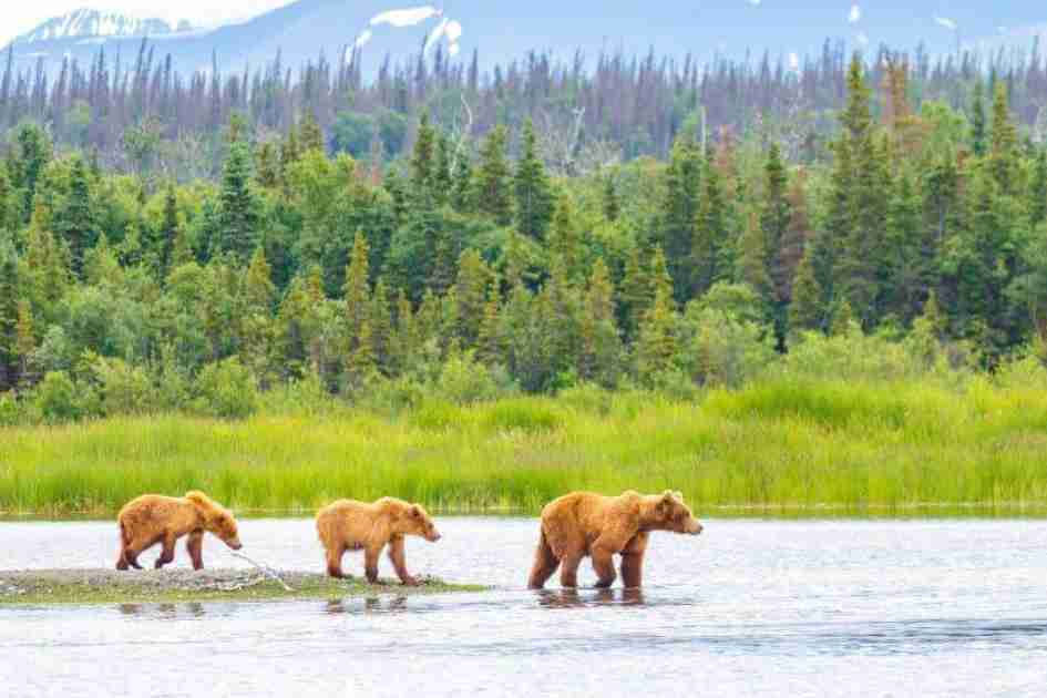 [Titre du site] Les cloches d'ours fonctionnent-elles ? Démystifier le mythe