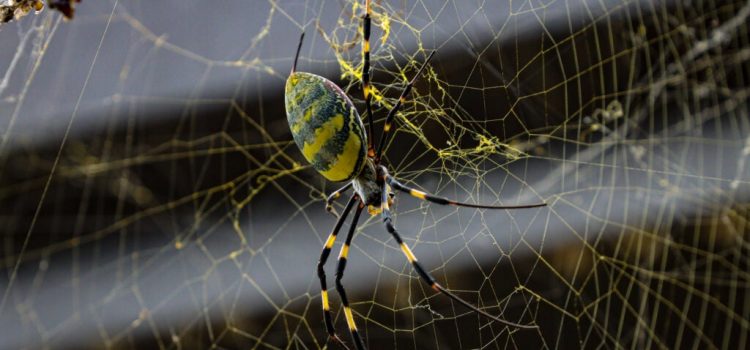 Des araignées tJoro découvertes dans le parc national des Great Smoky Mountains Des araignées tJoro découvertes dans le parc national des Great Smoky Mountains