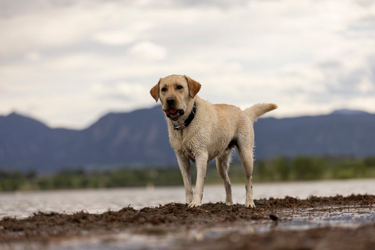[Titre du site] Leçons de vie d'un chien : une leçon de patience