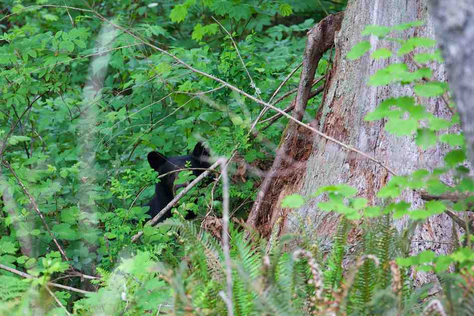 [Titre du site] Les cloches d'ours fonctionnent-elles ? Démystifier le mythe