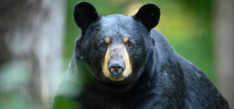 Les observations d'ours sont en hausse dans le parc national de Zion. Pourquoi?
