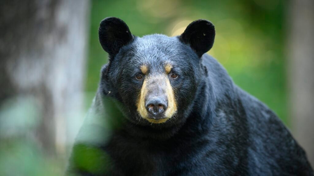 Les observations d'ours sont en hausse dans le parc national de Zion. Pourquoi?