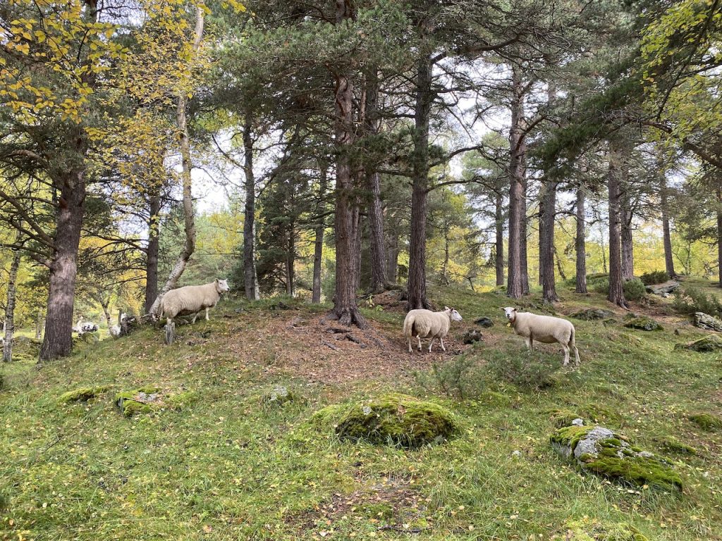 [Titre du site] Randonnée au cœur du pays troll
