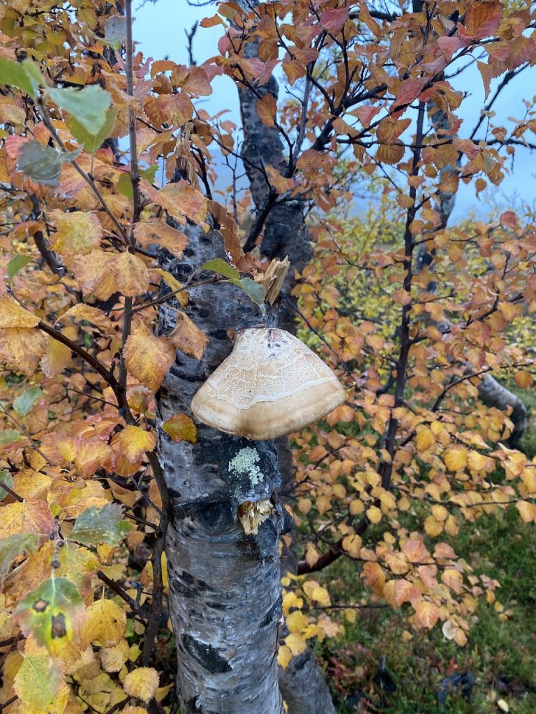 [Titre du site] Randonnée au cœur du pays troll