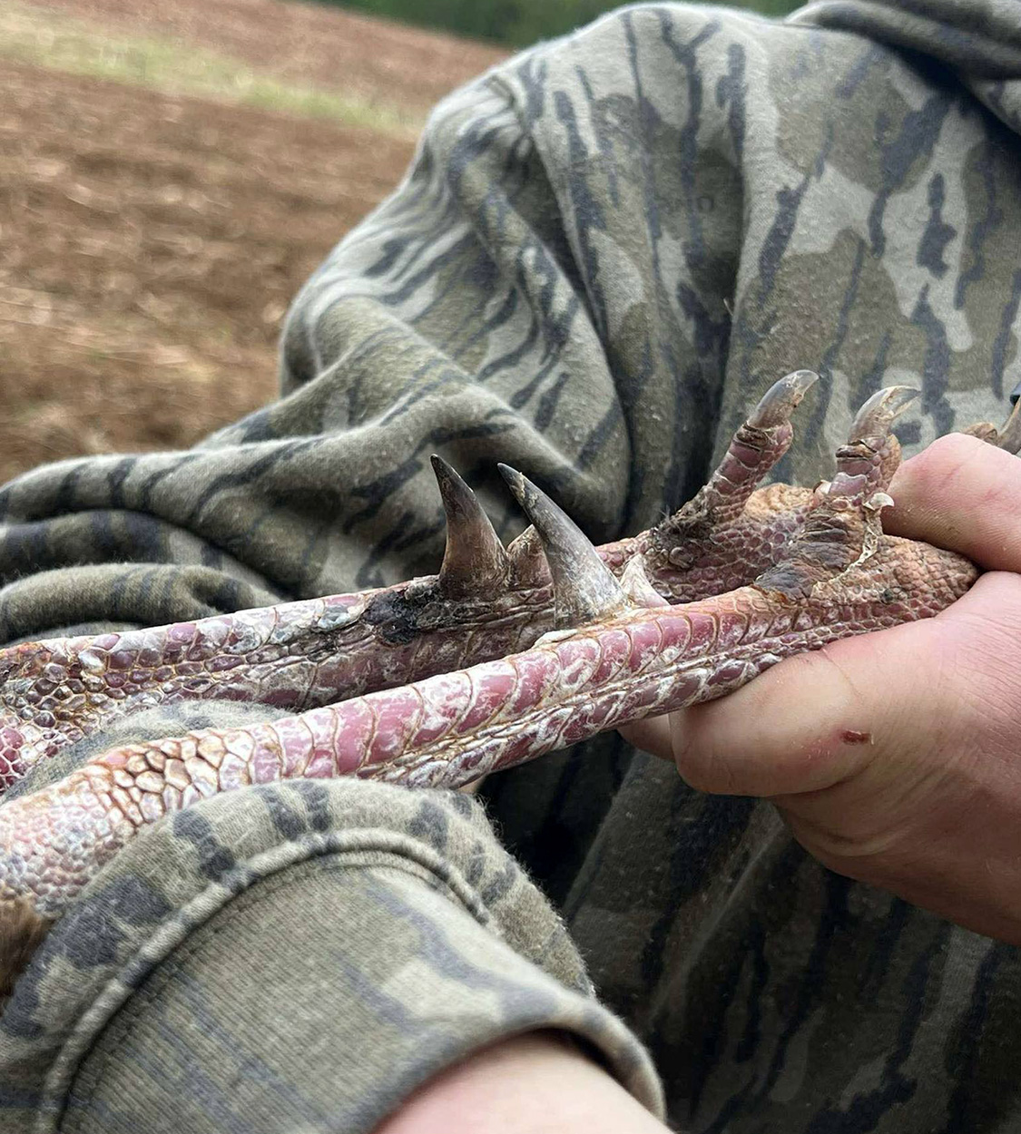 [Titre du site] Hunter Tags Double-Spurred Gobbler