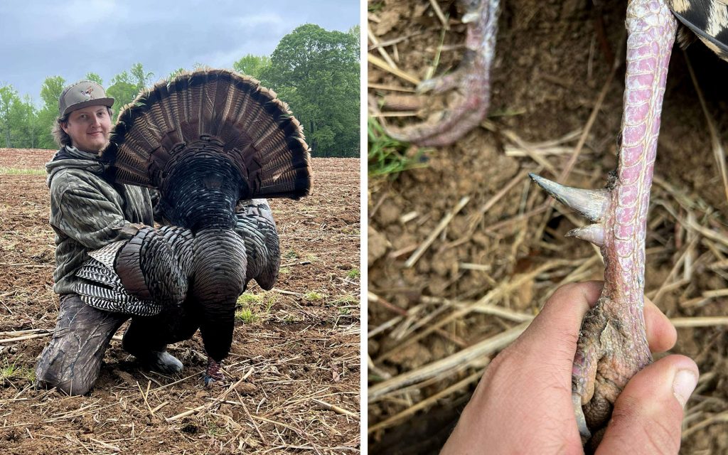 Hunter Tags Double-Spurred Gobbler