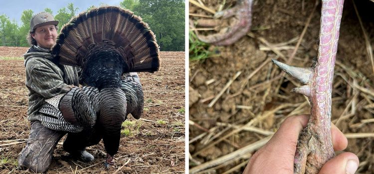 Hunter Tags Double-Spurred Gobbler
