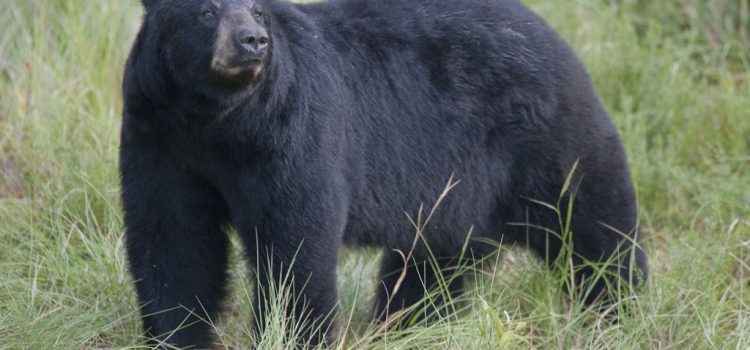La Floride considère la chasse à l'ours noir après l'attaque mortelle de l'ours

