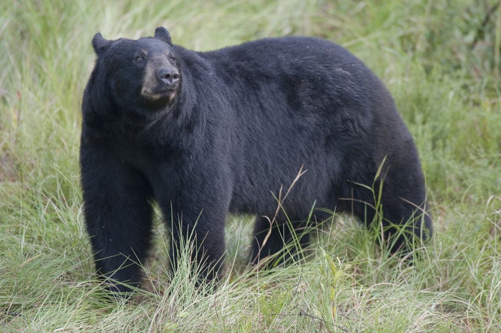 La Floride considère la chasse à l'ours noir après l'attaque mortelle de l'ours
