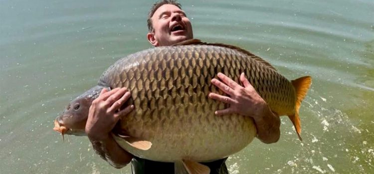 La carpe commune capturée en Hongrie est la taille du monde La carpe commune capturée en Hongrie est la taille du monde