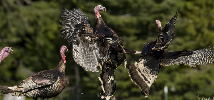 Comment chasser la dinde avec ton père Comment chasser la dinde avec ton père