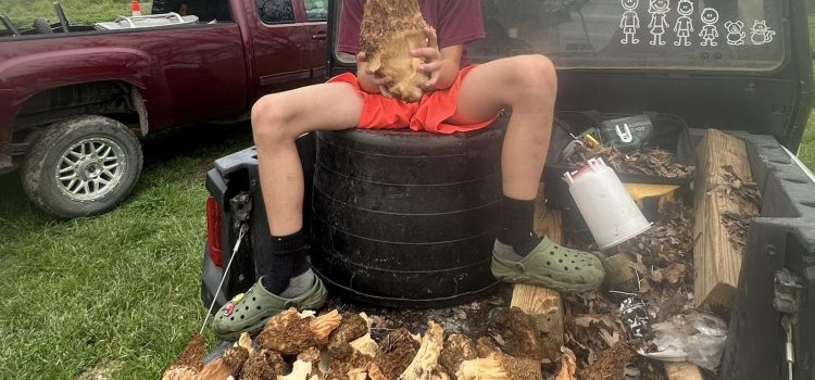 Morel Mushroom aussi grand que la tête d’un garçon trouvé dans le Missouri Morel Mushroom aussi grand que la tête d'un garçon trouvé dans le Missouri