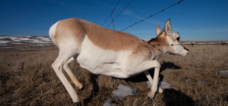 Les Coloradans ont juste arraché un tas de clôtures en fil de fer barbelé pour aider le jeu sauvage Les Coloradans ont juste arraché un tas de clôtures en fil de fer barbelé pour aider le jeu sauvage