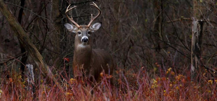 Le Wisconsin revendique un nombre record de cerfs, mais des problèmes de maladie chronique en gaspillage se profilent Le Wisconsin revendique un nombre record de cerfs, mais des problèmes de maladie chronique en gaspillage se profilent
