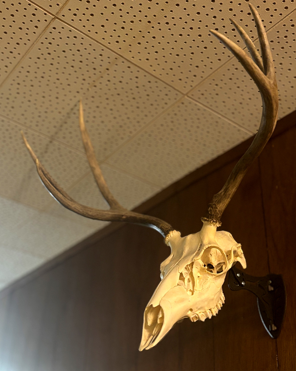 [Titre du site] J'ai détruit ma jambe en emballant mon cerf et j'aurais pu mourir