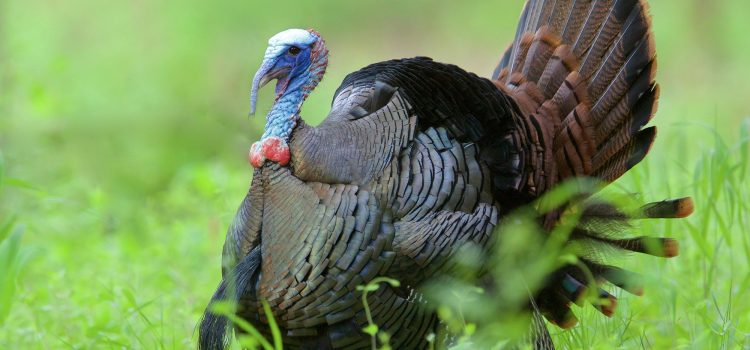 Les 7 plus grandes erreurs de chasse à la dinde qui vous empêcheront de frapper votre étiquette
