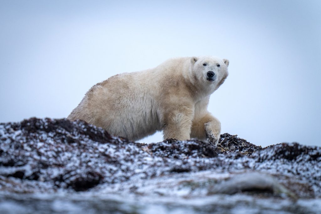 Les photographes de l'ours polaire s'excusent pour la vidéo anti-chasse