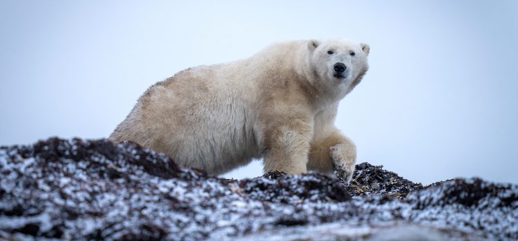 Les photographes de l'ours polaire s'excusent pour la vidéo anti-chasse
