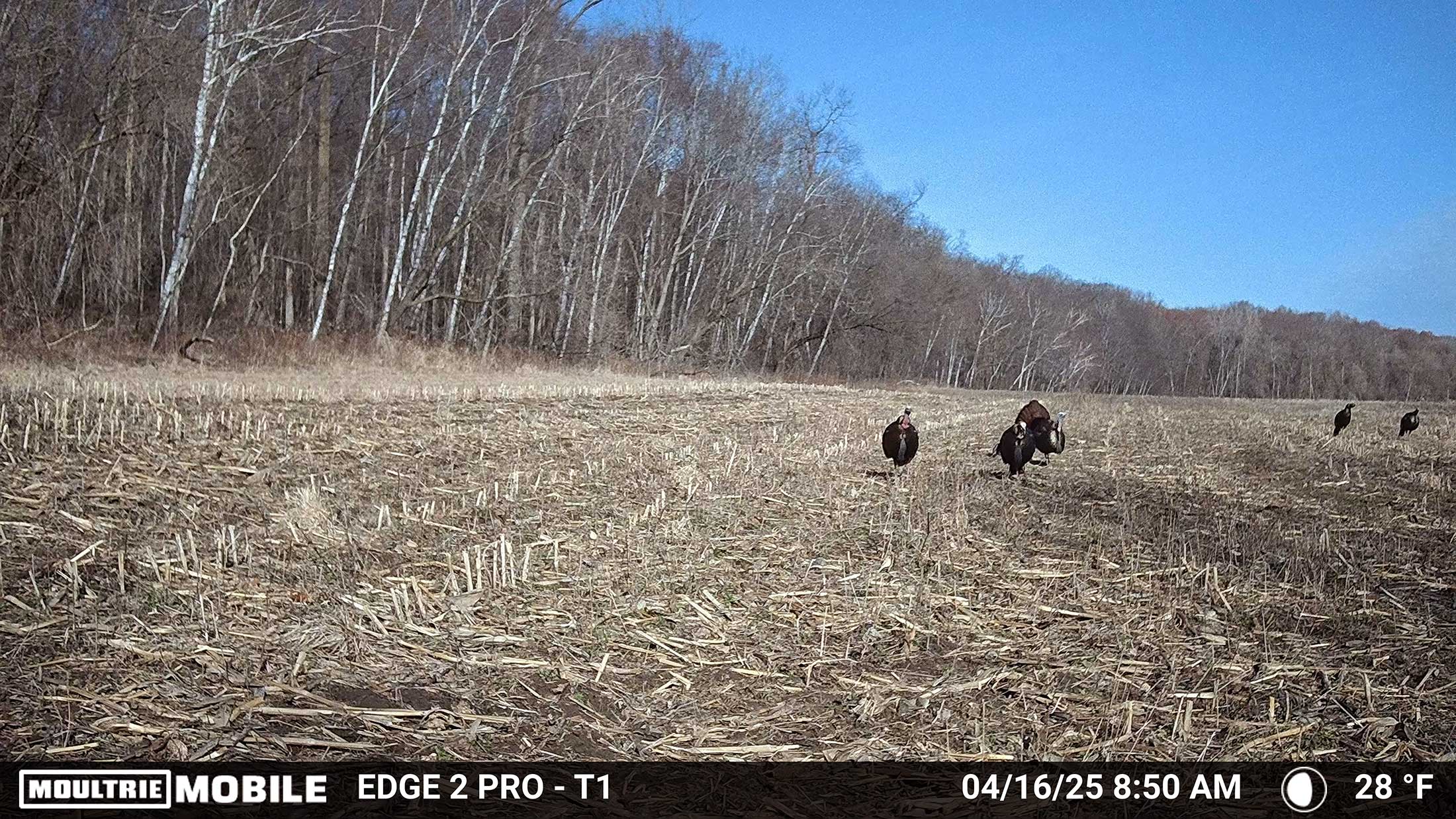 [Titre du site] Comment utiliser des caméras de sentier pour la chasse à la dinde