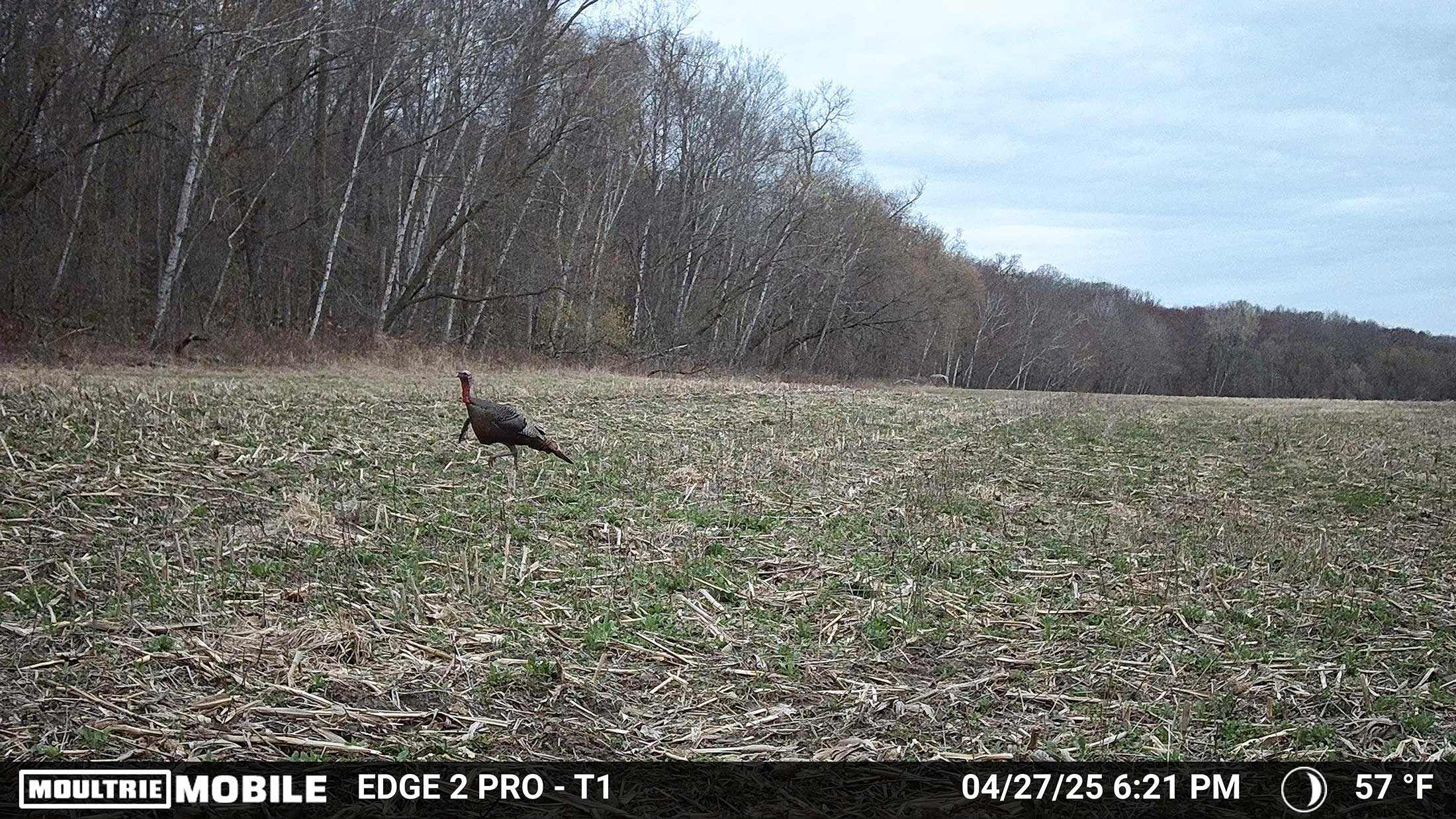 [Titre du site] Comment utiliser des caméras de sentier pour la chasse à la dinde