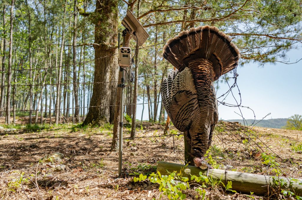 Comment utiliser des caméras de sentier pour la chasse à la dinde