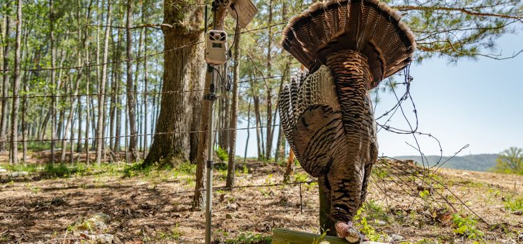 Comment utiliser des caméras de sentier pour la chasse à la dinde
