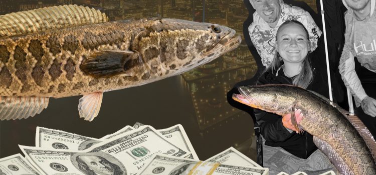 Ce chasseur de primes gagne des milliers de pêche aux têtes de serpent
